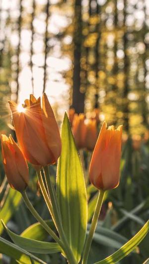 武汉seo顾问截图1