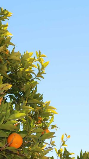 seo关键词工具截图1