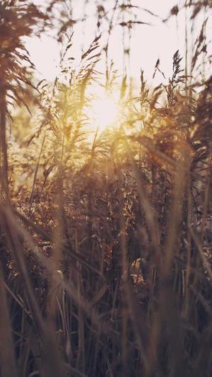 哪里可以搭建蜘蛛池截图3