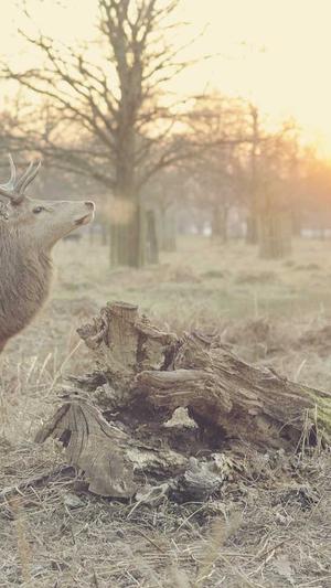 爱站seo工具使用教程截图3