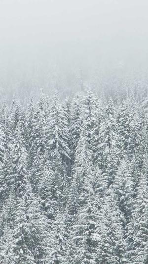 神马蜘蛛池提供商是谁截图1