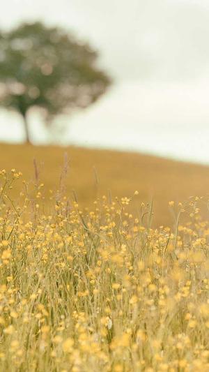 招商网站建设截图4